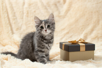 Cute fluffy gray kitten sitting on a cream fur blanket next to a golden gift box, copy space
