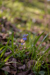 scilla bifolia plant. purple flower in early spring time