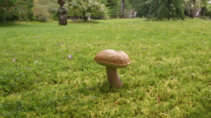 mushroom in the meadow