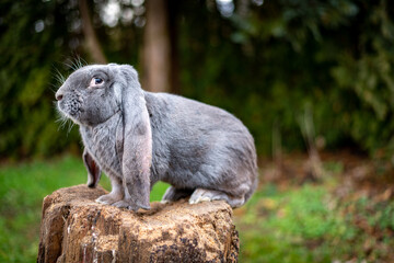 Englisches Widderkaninchen Blau auf Holzstamm