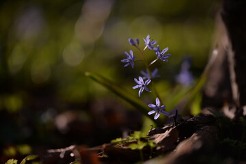 scilla bifolia plant. purple flower in early spring time