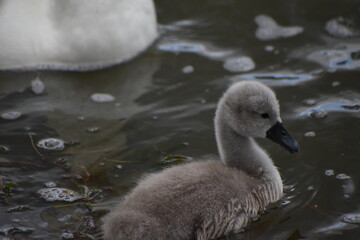 Adorable baby swan/cygnet swimming on the river