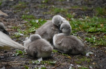 A family of adorable baby swans/cygnets huddled together by the river