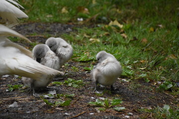 A family of adorable baby swans/cygnets huddled together by the river