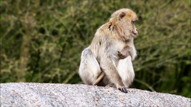 monkey sitting on a rock, Macaca sylvanus 
