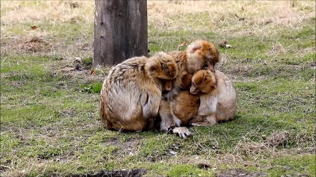 monkey family cuddling, Macaca sylvanus 

