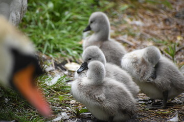 A family of adorable baby swans/cygnets huddled together by the river