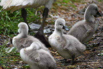 A family of adorable baby swans/cygnets huddled together by the river