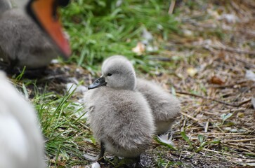 A family of adorable baby swans/cygnets huddled together by the river