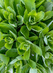 Natural green nature background. Living leaves, grass.