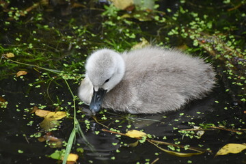 Adorable baby swan/cygnet swimming on the river