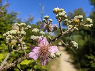 Camargue marécage et oiseau en liberté, flamant rose héron et mouette goéland, animaux sauvage dans le nature avec rizière étang lac mer été france europe tropical Parc Ornithologique du Pont de Gau