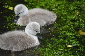 Adorable baby swan/cygnet swimming on the river