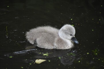 Adorable baby swan/cygnet swimming on the river