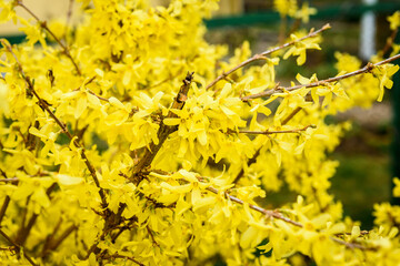 Yellow flower bush growing in spring garden.