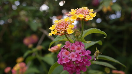 flowers in the Azores close up