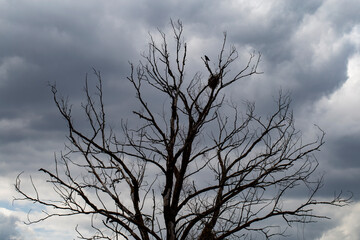 Cuckoo sits on an old dry tree on a background of rainy sky