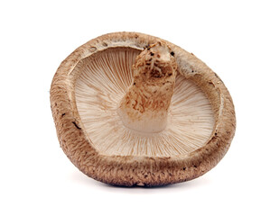 mushroom isolated on white background