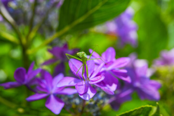 Fototapeta na wymiar 紫陽花とカマキリ