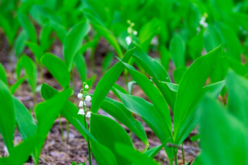 Lilies of the valley in early spring. Glade of lilies of the valley in the forest. White lilies of the valley on a background of green leaves