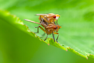 macro of a fly