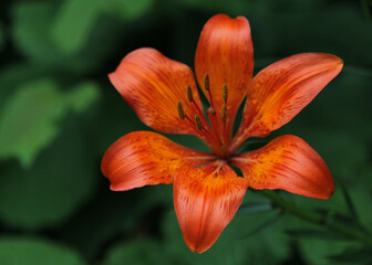 Wild lilly - harmony of opposite colors