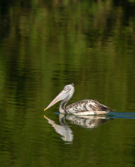 Spotter pelican - animal portrait / wildscape