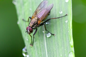 fly on green leaf