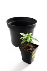 transplanting cannabis marijuana plants into a larger pot