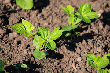 soybean field plant
