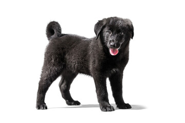 Little fluffy dog puppy on a white isolated background.