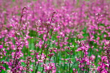 Purple meadow flowers among green grass on a summer day