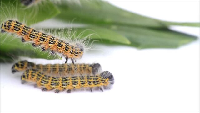 caterpillar Phalera bucephala, Buff-tip
