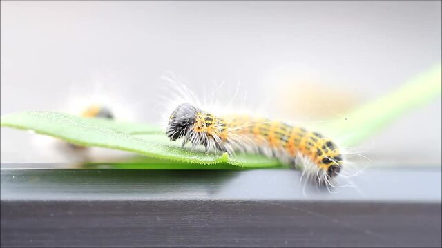caterpillar Phalera bucephala, Buff-tip
