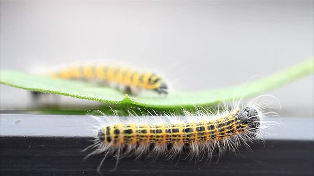 caterpillar Phalera bucephala, Buff-tip
