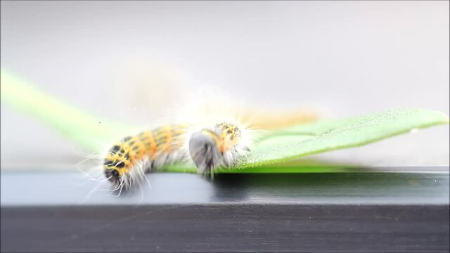 caterpillar Phalera bucephala, Buff-tip
