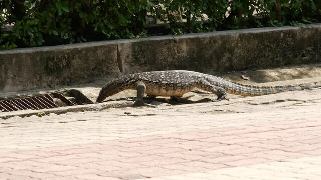 Asian common water monitor large varanid lizard native to Asia. Varanus salvator on the green grass near riverbank, lake or pond. Carnivore Reptile hunting. Wild dragon predator on Bangkok street.