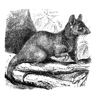 Possum (Didelphys cinerea) / Illustration from Brockhaus Konversations-Lexikon 1908
