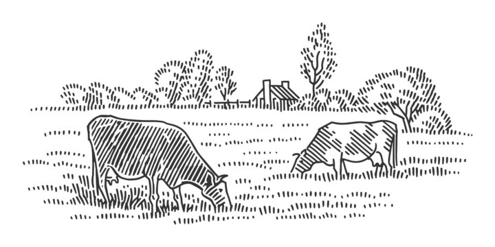 Cows grazing in a field near farm cottage. Rural landscape. Vector, isolated.	
