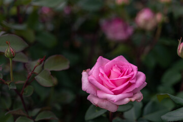 Beautiful pink rose and natural green leaf on the garden. Natural, garden.