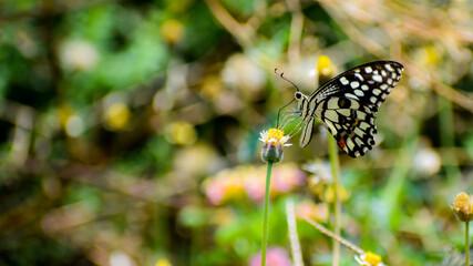 Papilio demoleus or Lime butterfly