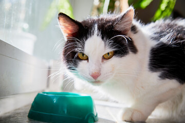 Cute young black and white cat eating food fromm green plate near glass of the window in the room.