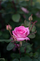 Beautiful pink rose and natural green leaf on the garden. Natural, garden.