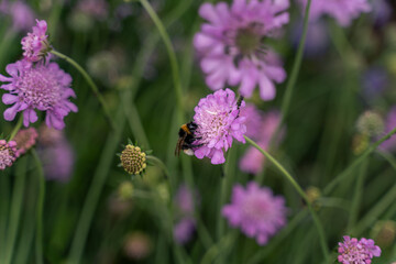 Bumblebee collects flower nectar in the garden
