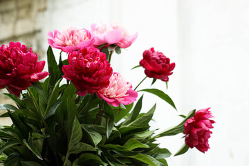 beautiful peonies on white background