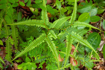 Green leaves of the tropical plant False Staghorn Fern (Dicranopteris linearis) a member of Forked Ferns Family Gleicheniaceae