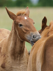Two Rare Breed Foals