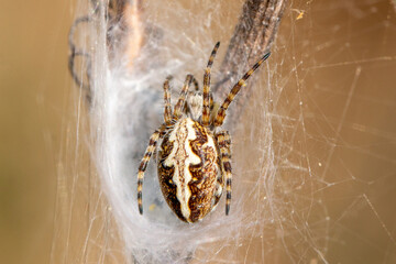 building her nest