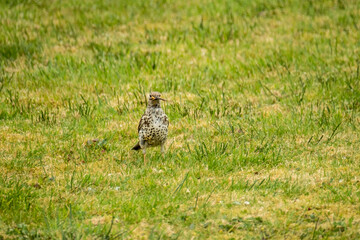 Kestrel catching worms on a lawn in County Donegal - Ireland.
