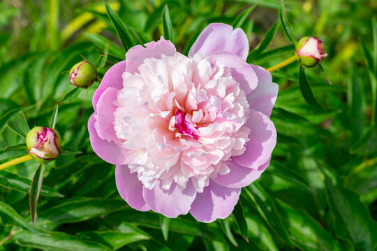 peone pink flower spring petal blossom. Summer bloom